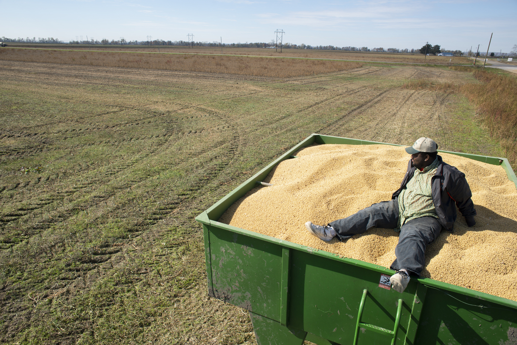 A man sits on top large pile of harvested beans next to a farmed field 