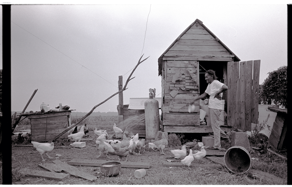 A woman feeds a group of farm chickens outside their coop