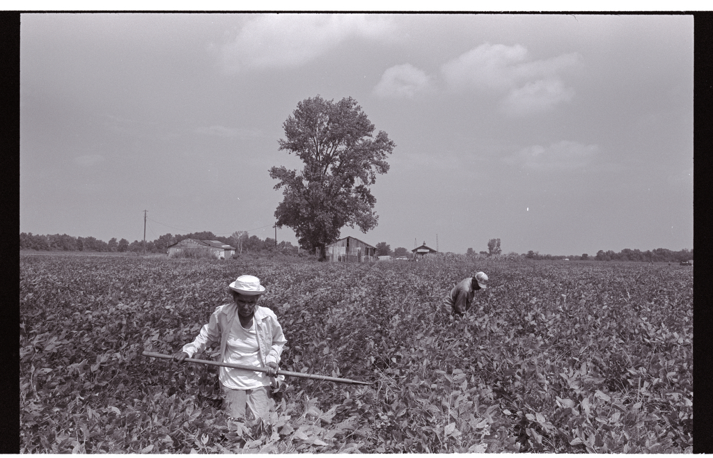 Two men work in a planted field 