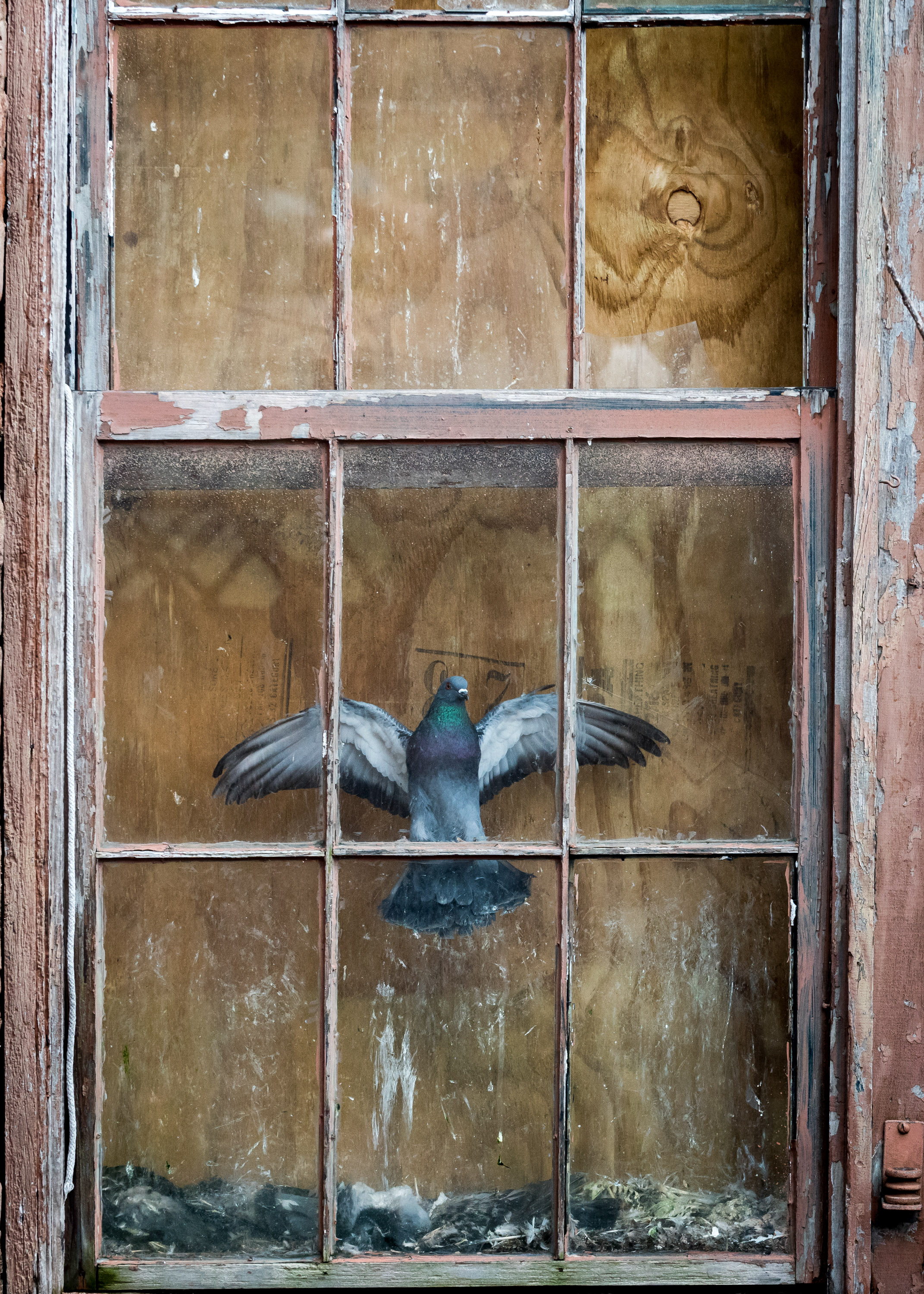 A bird stuck inside a window.