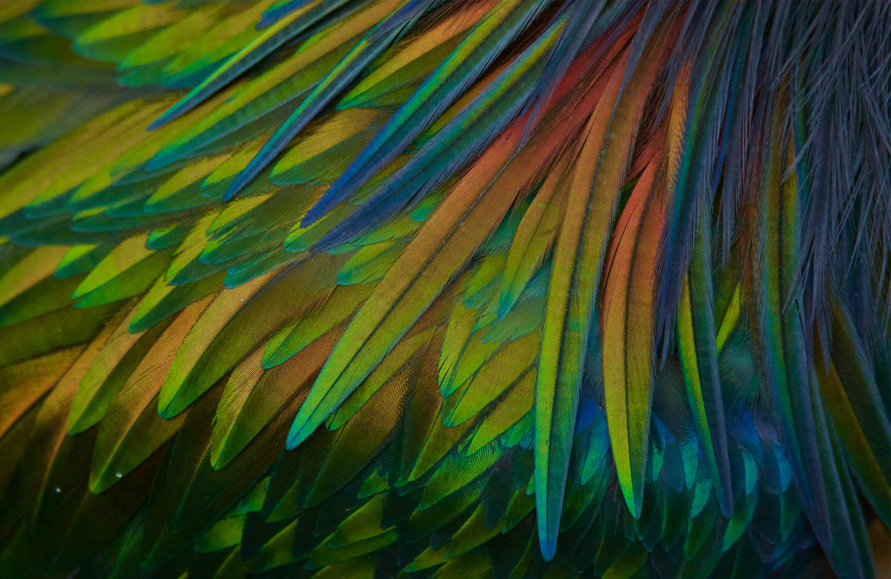 Vibrant colored bird feathers.