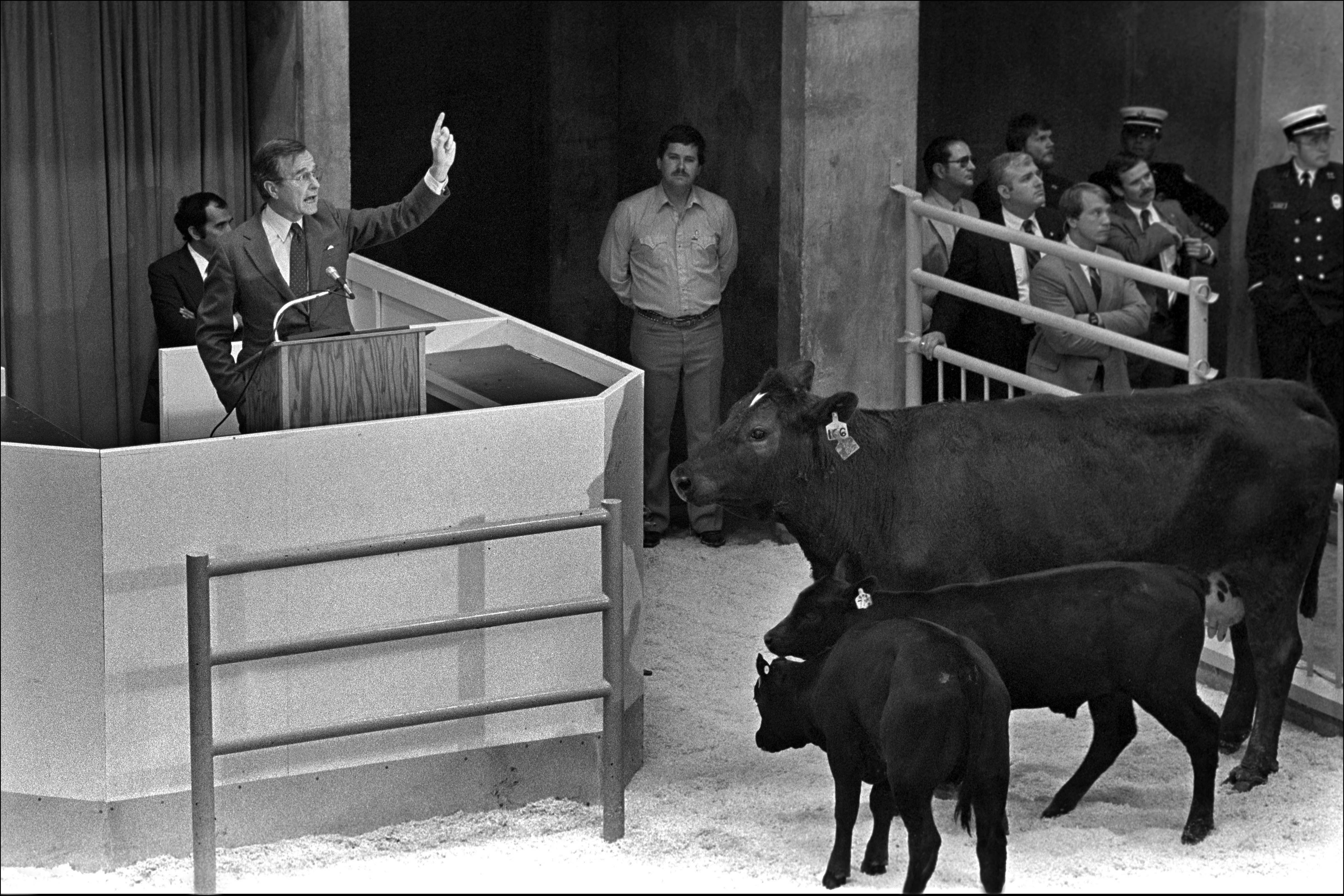 Vice President George Bush Senior make a speech to students as three cows stand close to where he is speaking.