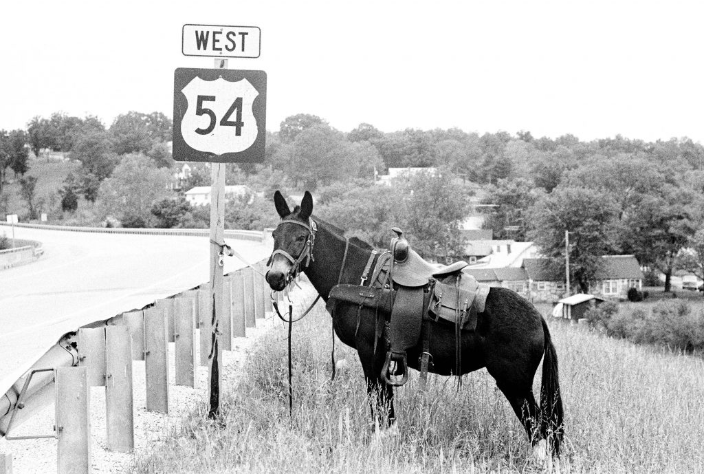 A mule with a full saddle stand tied to road sign along a highway.