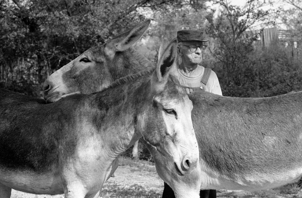 A man stand behind two mules.