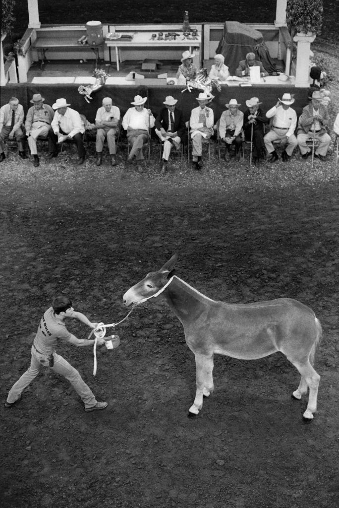 A young man shows his mule before a row of competition judges.