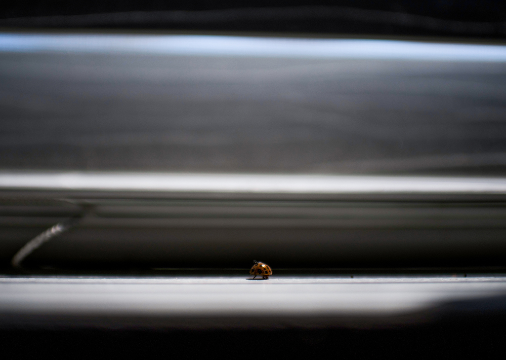 A ladybug walks across a flat surface.