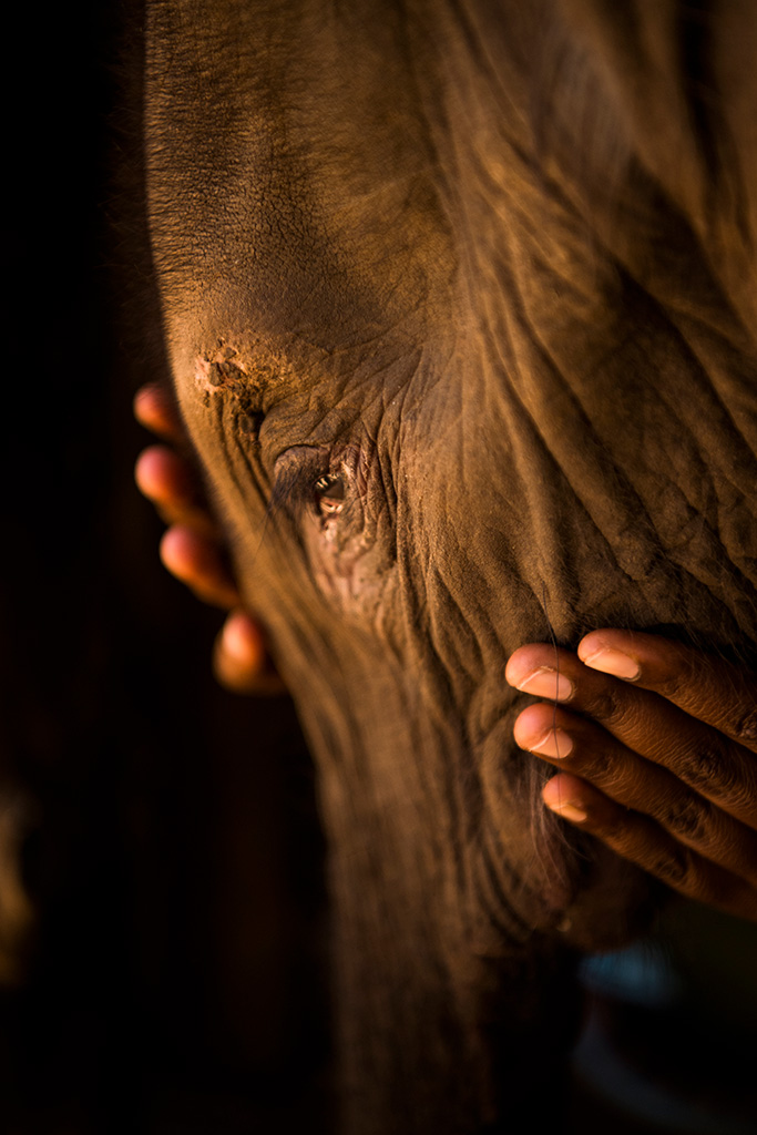 A close up of an elephant's face being held by a pair of hands