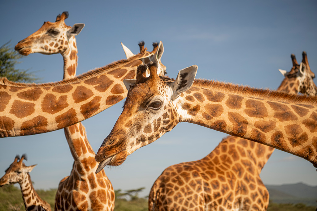 Photograph of a group of giraffes