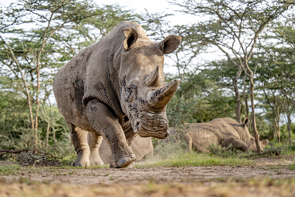 Photograph of a rhinoceros