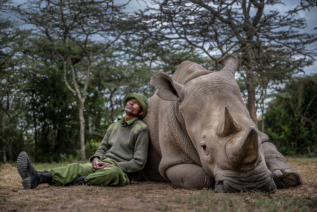 Photograph of a man seated and leaning on a rhinoceros
