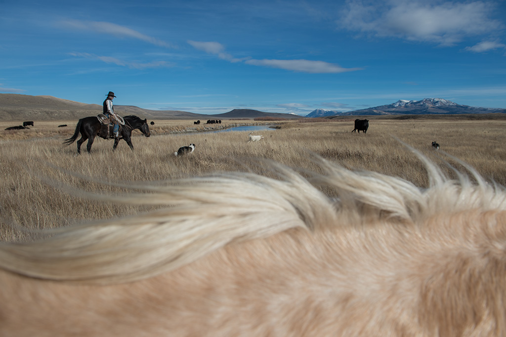 Photograph of a rancher in Montana