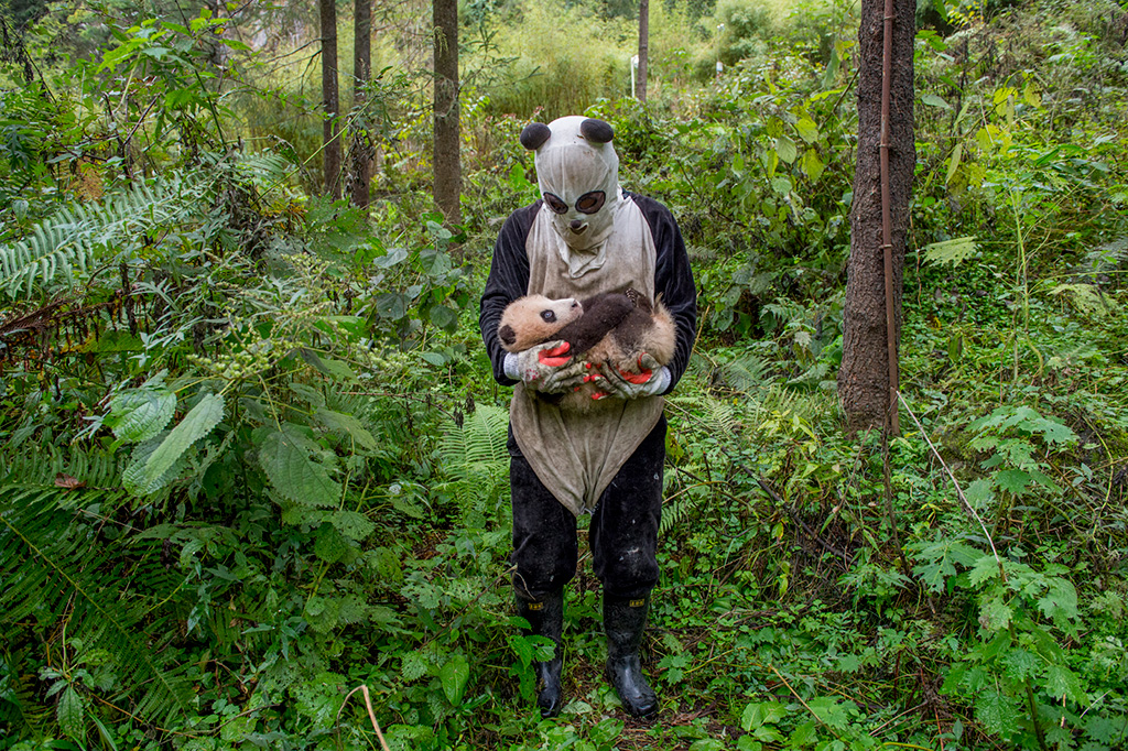 Photograph of a person wearing a panda costume and holding a young panda