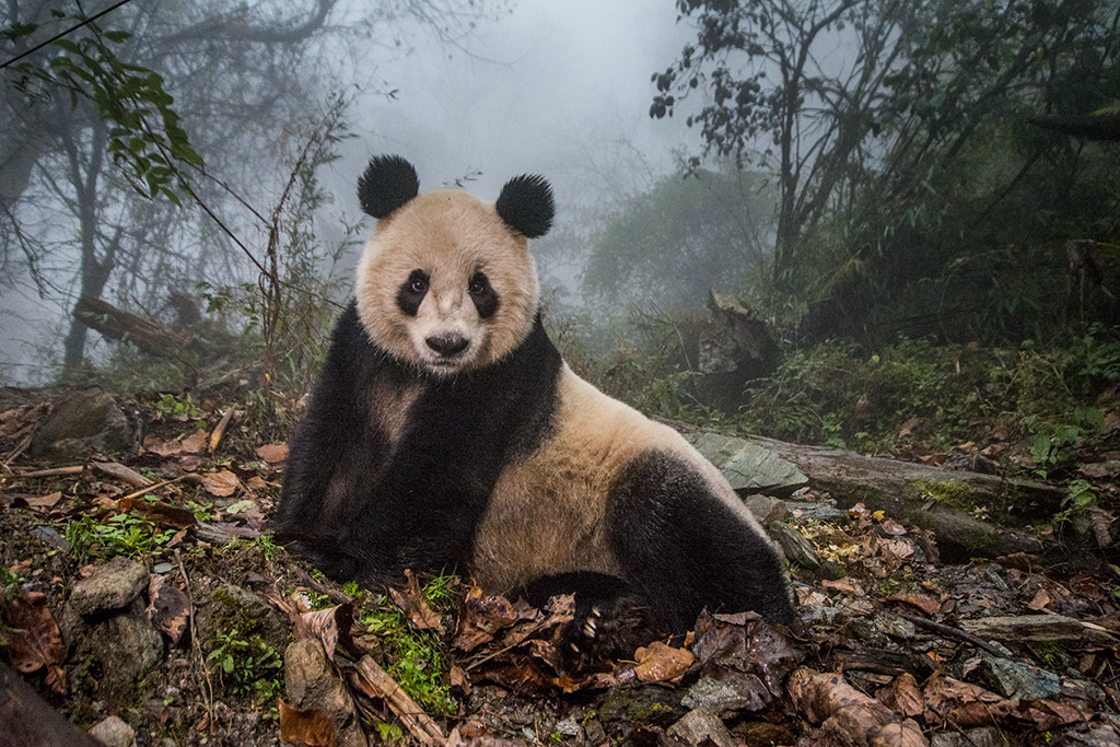 Photograph of a panda