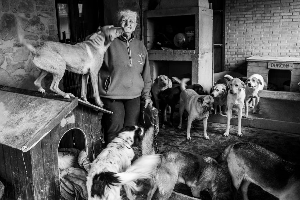 An elderly person stands among a large group of dogs.