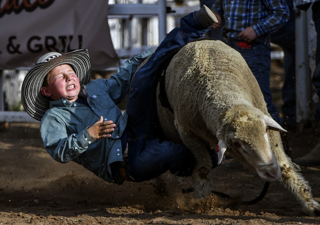 A boy falls off a sheep during a rodeo event.