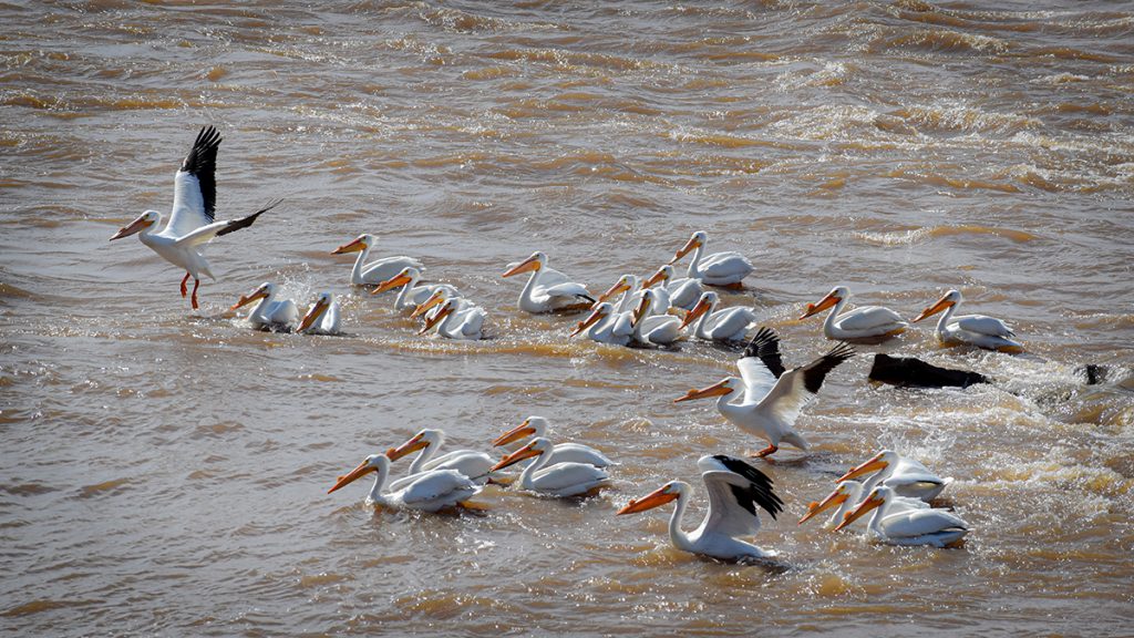 Pelicans take flight from moving water.