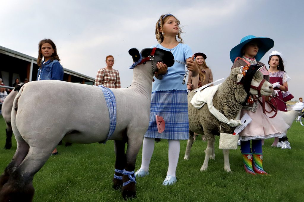 Photograph of young people showing sheep at a fair