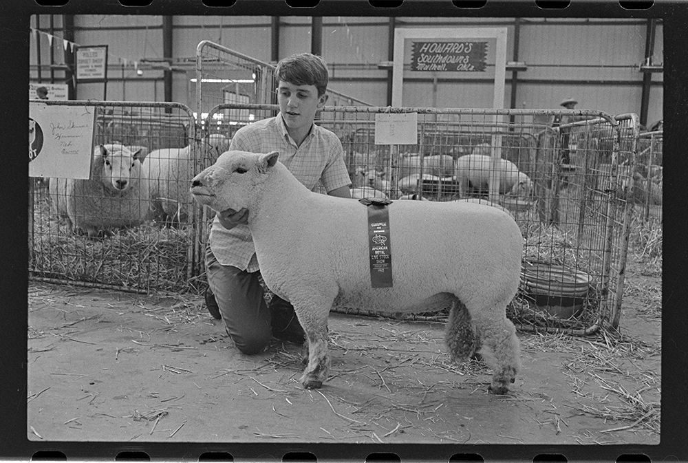 Photograph of young man showing prize-winning sheep at an agricultural show.