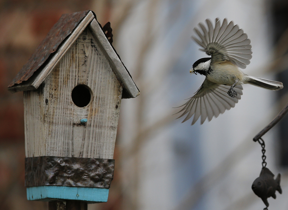 Photograph of a bird in flight about to land at a bird house.