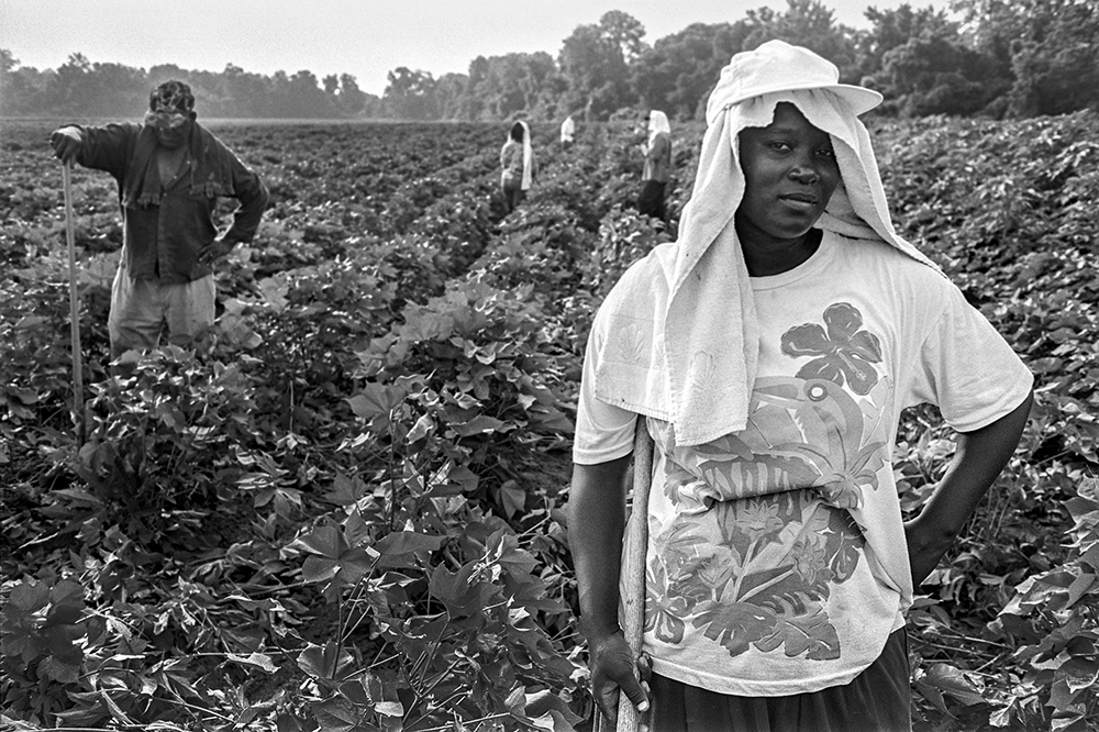 Photograph of people in a bean field